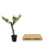 Druivenboom (Vitis Vinifera) stam vertakt - 220 cm - Ø55