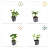 6x Pachysandra Terminalis - 10-25 cm - Ø9