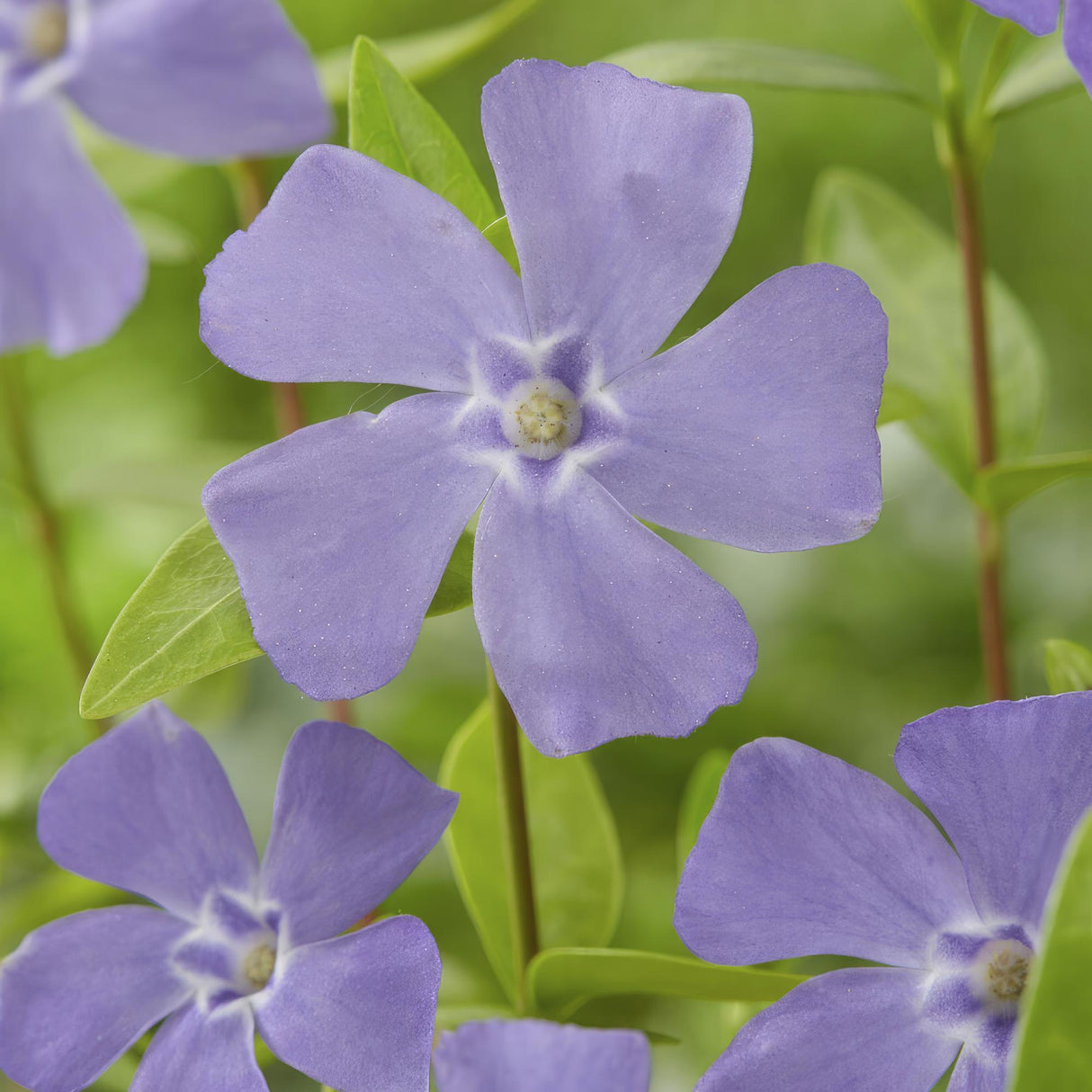 6x Vinca minor - 10-25cm - Ø9