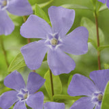6x Vinca minor - 10-25cm - Ø9