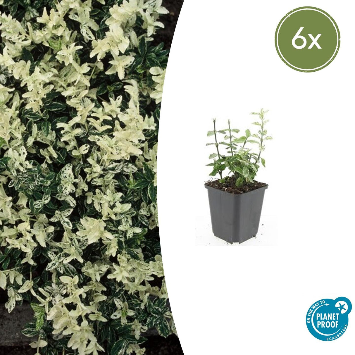 6x Euonymus fort. 'Harlequin' - 10-25cm - Ø9