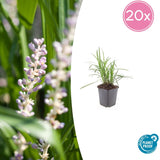 20x Liriope muscari 'Monroe White' - 10-25 cm - Ø9
