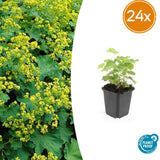 24x Alchemilla mollis - 10-25cm - Ø9