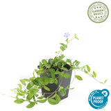 6x Vinca minor - 10-25cm - Ø9
