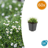 60x Sagina subulata - 10-25cm - Ø9