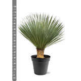 Yucca Rostrata - 100-120 cm - Ø40