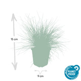 6x Festuca glauca 'Elijah Bleu' - 10-25cm - Ø9