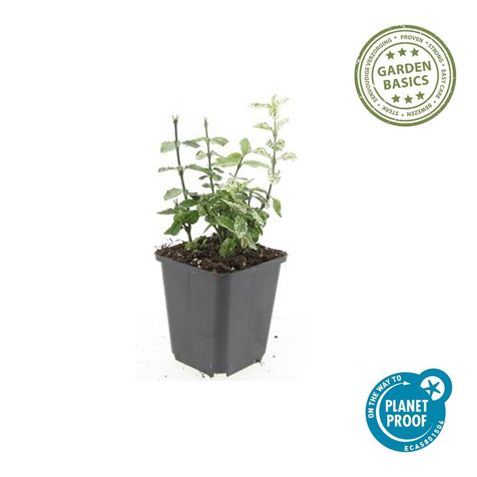 6x Euonymus fort. 'Harlequin' - 10-25cm - Ø9