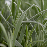 1x 6 pack Lavendel angustifolia - 15 cm - Ø7