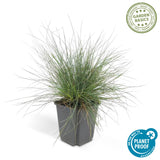 6x Festuca glauca 'Elijah Bleu' - 10-25cm - Ø9