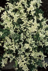 6x Euonymus fort. 'Harlequin' - 10-25cm - Ø9