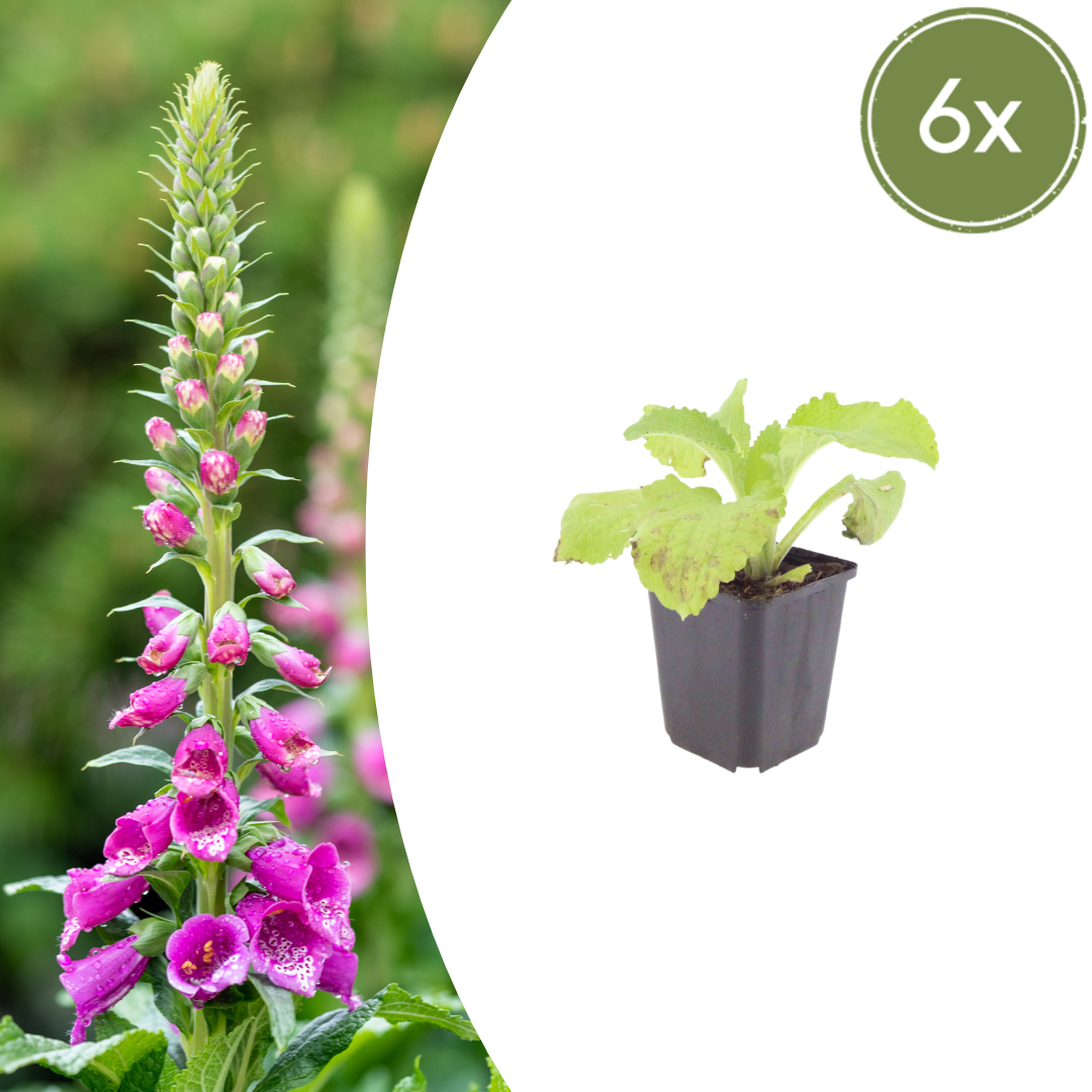 6x Digitalis Purpurea - 10-25 cm - Ø9