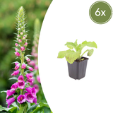 6x Digitalis Purpurea - 10-25 cm - Ø9