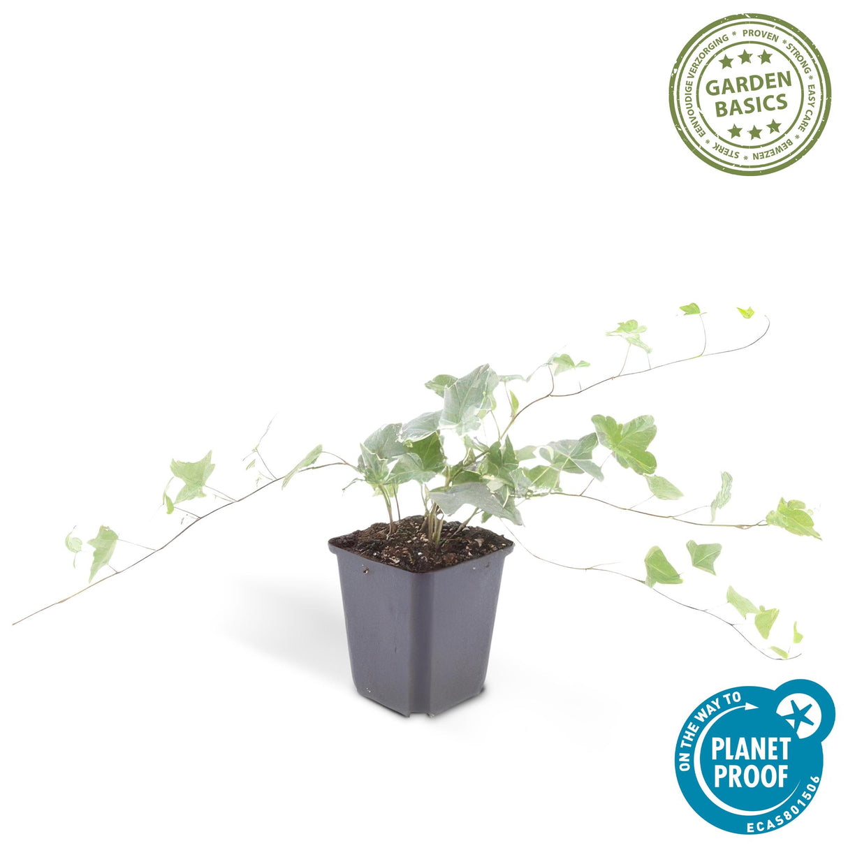6x Hedera helix 'Glacier' - 10-25cm - Ø9