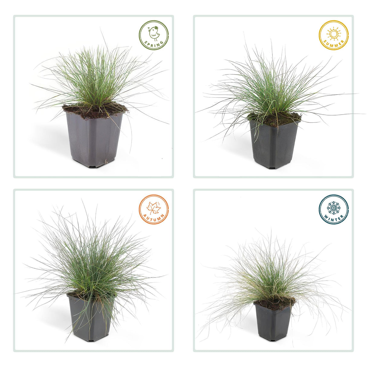 6x Festuca glauca 'Elijah Bleu' - 10-25cm - Ø9