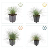 6x Festuca glauca 'Elijah Bleu' - 10-25cm - Ø9