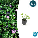 12x Vinca major - 10-25cm - Ø9