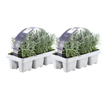 2x 6 pack Lavendel angustifolia - 15 cm - Ø7