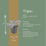 6x Digitalis Purpurea - 10-25 cm - Ø9