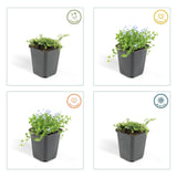 24x Isotoma fluviatilis - 10-25cm - Ø9