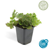 6x Waldsteinia ternata - 10-25cm - Ø9