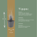 12x Calamagrostis Brachytricha - 10-25 cm - Ø9