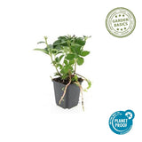 6x Pachysandra Terminalis - 10-25 cm - Ø9