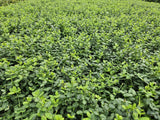 6x Euonymus fort. 'Minimus' - 10-25cm - Ø9