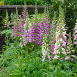 60x Digitalis purpurea - ↕10-25cm - Ø9cm