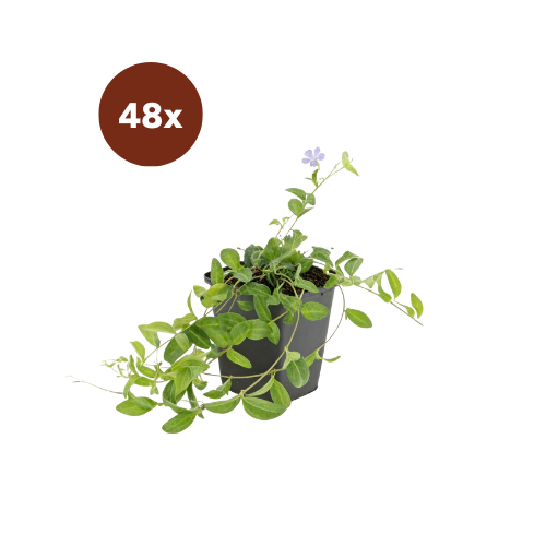 48x Vinca minor 'La Grave' – 10–25 cm – Ø 9