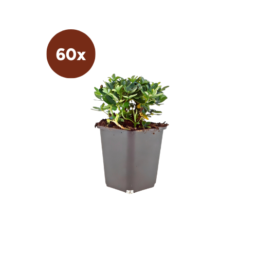 60x Potentilla tridentata 'Nuuk' – 10–25 cm – Ø 9