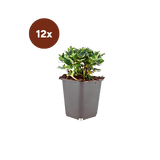 12x Potentilla tridentata 'Nuuk' – 10–25 cm – Ø 9