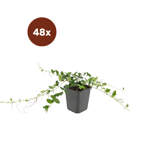 48x Vinca minor 'Alba' – 10–25 cm – Ø 9