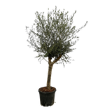 Olea Lorc - 200 cm - Ø45