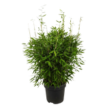 Fargesia Moontears Boobux XL – 70 cm – Ø29