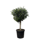 Olea Europaea Lorc - 180 cm - Ø50