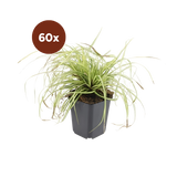 60x Carex oshim. 'Evergold'  - 10-25 cm - Ø9
