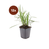12x Liriope muscari 'Monroe White' – 10–25 cm – Ø 9