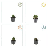 12x Potentilla tridentata 'Nuuk' – 10–25 cm – Ø 9