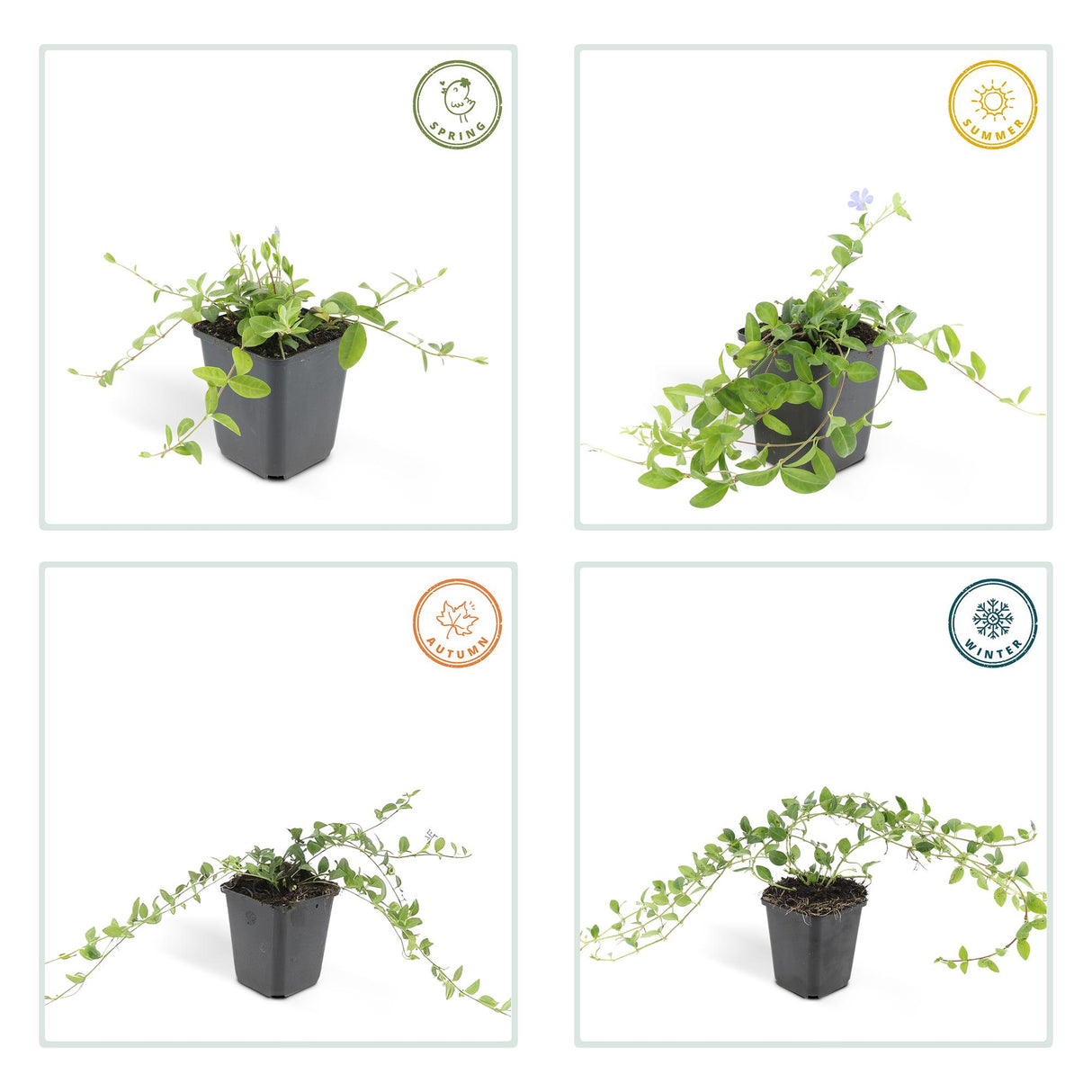 12x Vinca minor 'La Grave' – 10–25 cm – Ø 9