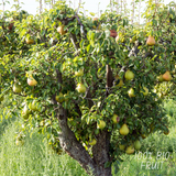 Biologischer Birnbaum Pyrus – 60 cm – Ø20