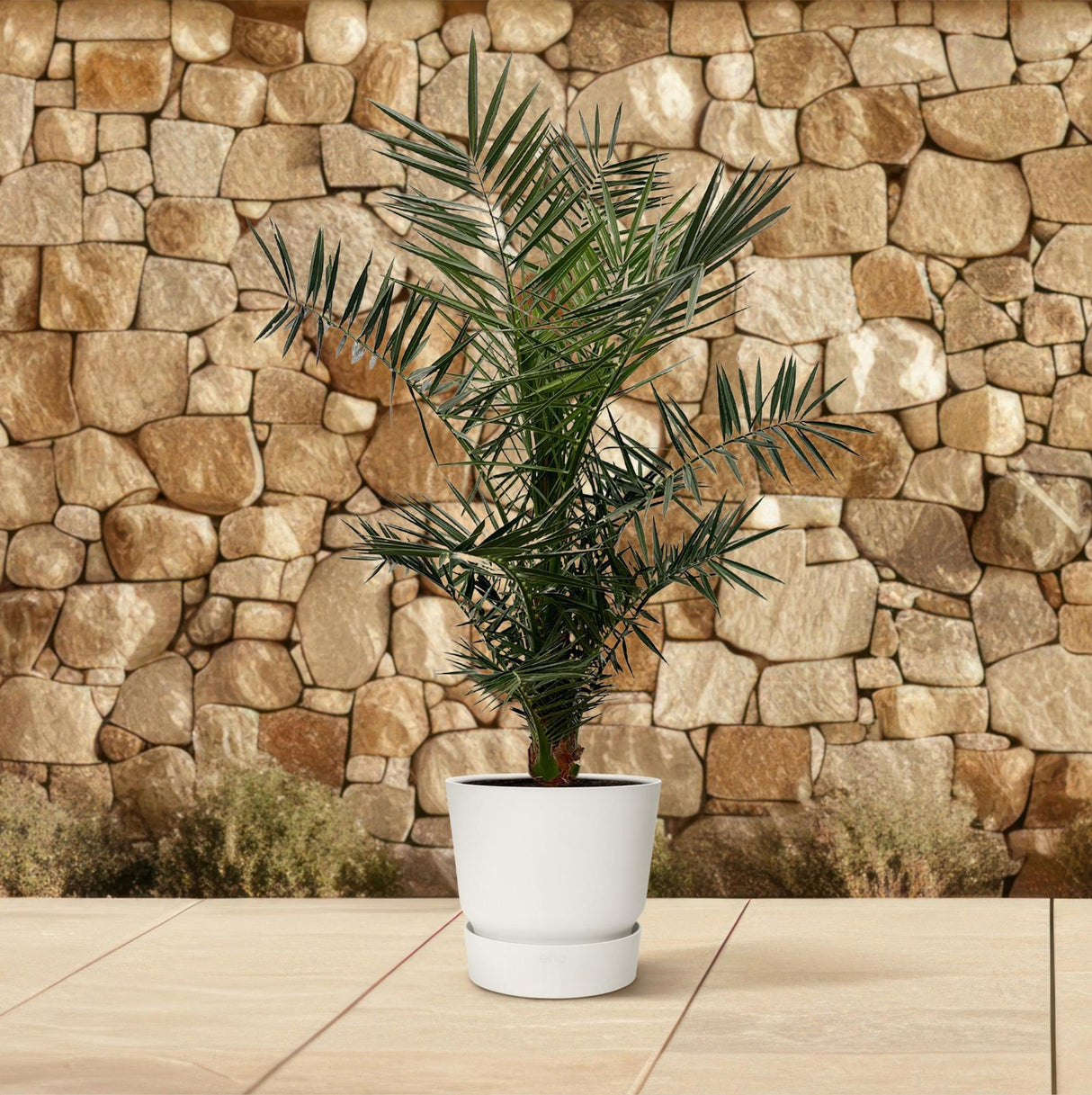 Phoenix Canariensis - 140 cm - Ø21