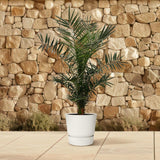 Phoenix Canariensis - 140 cm - Ø21