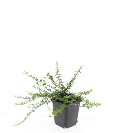 48x Euonymus fort. 'Minimus' – 10–25 cm – Ø 9