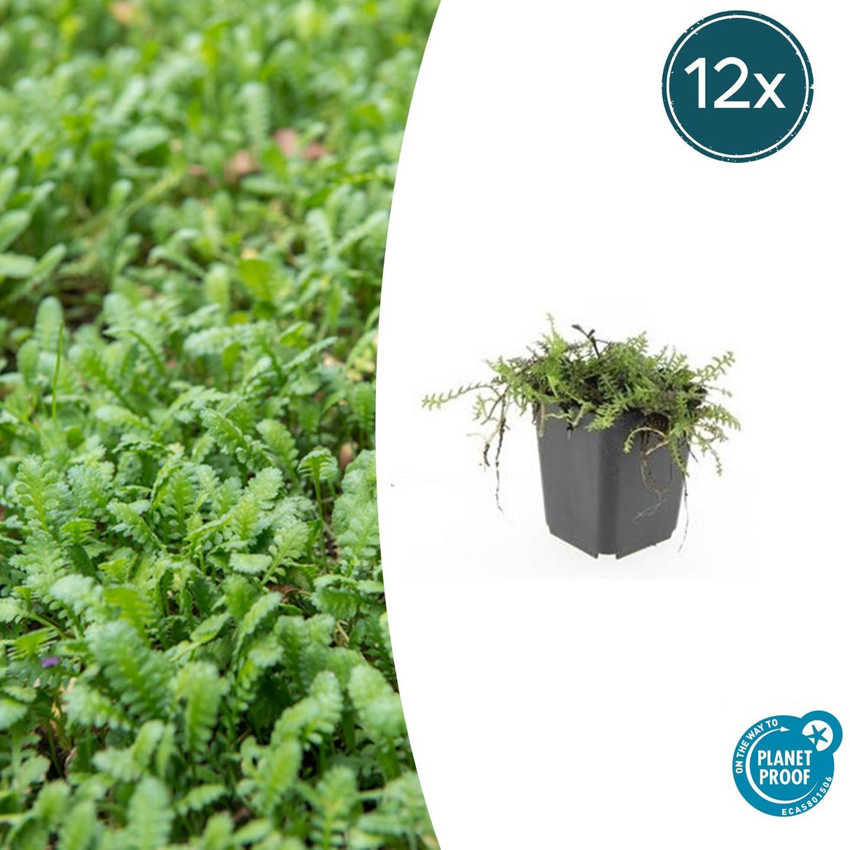 12x Leptinella squalida – 10–25 cm – Ø 9