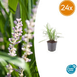 24x Liriope muscari 'Monroe White' – 10–25 cm – Ø 9