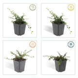 12x Cotoneaster pr. 'Streib's Findling' – 10–25 cm – Ø 9