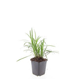 48x Liriope muscari 'Monroe White' – 10–25 cm – Ø 9