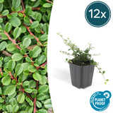 12x Cotoneaster pr. 'Streib's Findling' – 10–25 cm – Ø 9