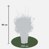 Fargesia Moontears Boobux XL – 70 cm – Ø29